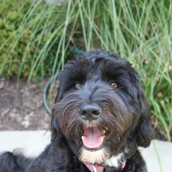 Meet your Posher, Alex - Picture 1 of 1